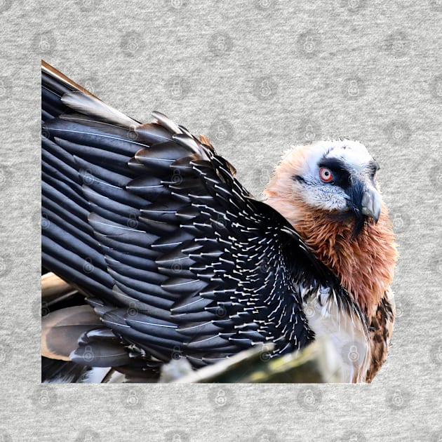 Bearded Vulture / Swiss Artwork Photography by RaphaelWolf